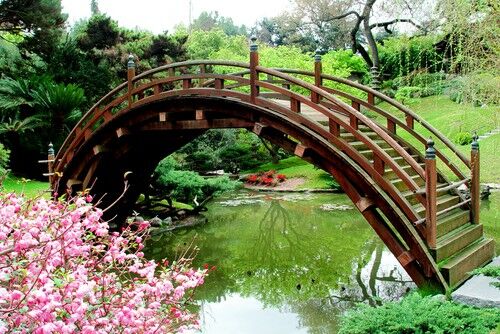 The Best Plants for Creating a Japanese Garden