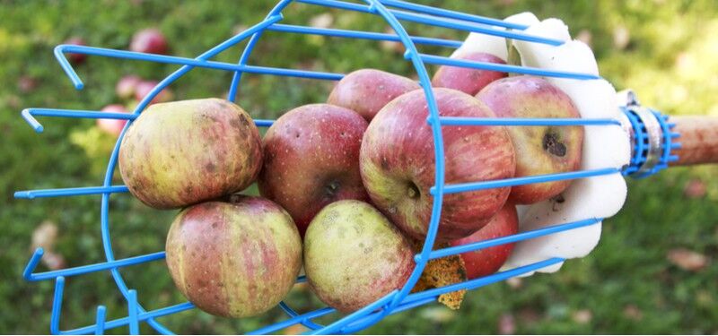 6 Best Fruit Pickers For Collecting & Harvesting Apples/Pears