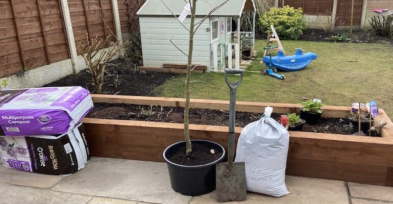 How To Plant A Laburnum Tree - Step by Step With Pictures