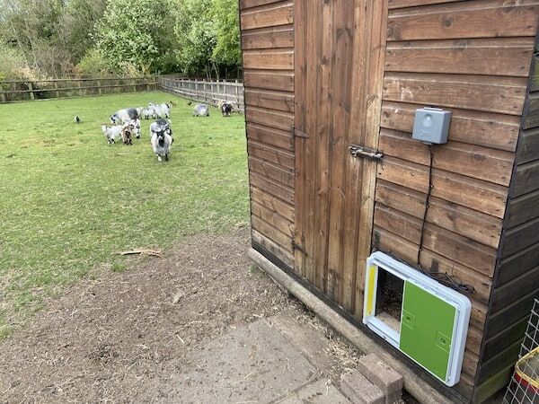 Automatic Chicken Coop Door: What to Know Before Buying