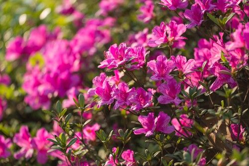Top 10 Favourite Spring Flowering Shrubs With Pictures | Pyracantha.co.uk