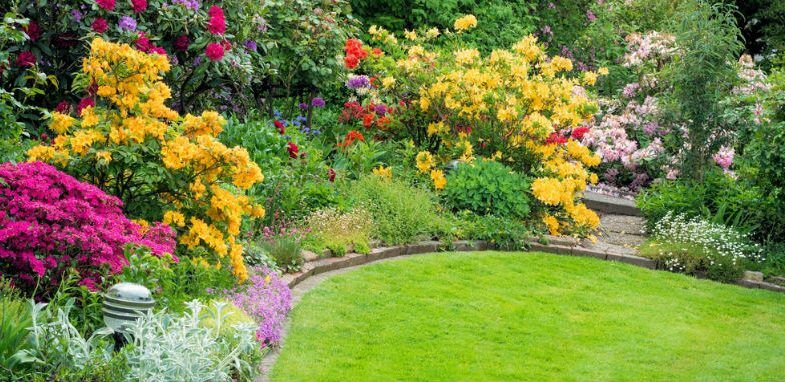 Top 10 Favourite Spring Flowering Shrubs With Pictures | Pyracantha.co.uk