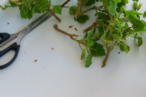 Geraniums Cut How to take geranium cuttings - step by step | Pyracantha.co.uk