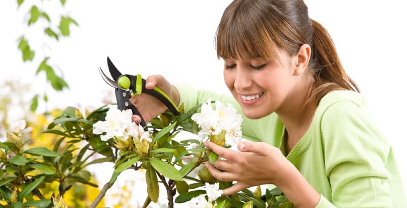 Rhododendron Pruning - General pruning and hard pruning | Pyracantha.co.uk