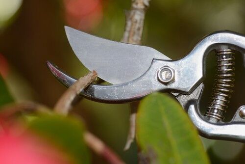 How to take a cutting from a rhododendron - step by step | Pyracantha.co.uk