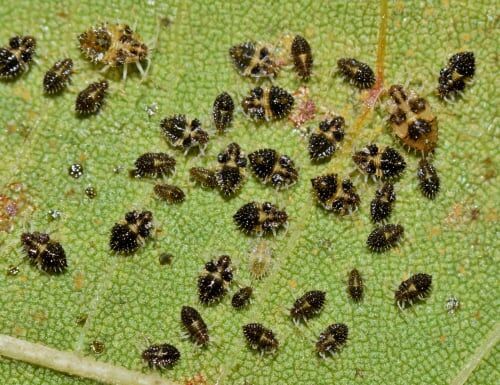 Pieris Plant Pests, Diseases and Other Problems | Pyracantha.co.uk