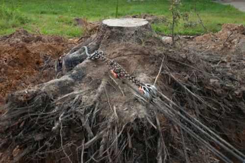 How To Remove A Tree Stump - 5 Ways To Deal With Stumps | Pyracantha.co.uk