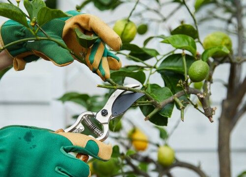 How To Prune Citrus Trees - Mostly Minimal Pruning Needed | Pyracantha ...