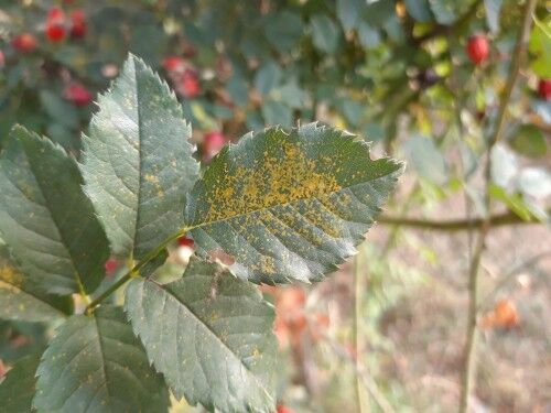 Common Rose Problems and Diseases - With Pictures | Pyracantha.co.uk