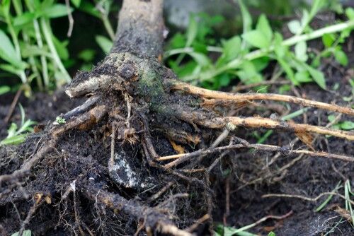 Why are my conifers turning brown? Treating brown patches