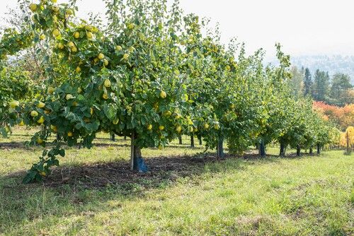 How and when to prune quince trees - step by step | Pyracantha.co.uk