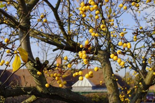 How and when to prune quince trees - step by step | Pyracantha.co.uk