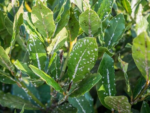 How to plant and grow bay trees | Pyracantha.co.uk
