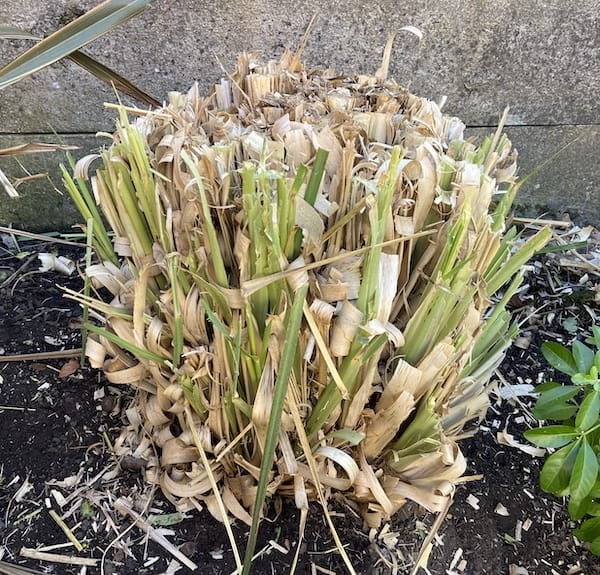How and When To Prune Pampas Grass - Complete Guide & Video