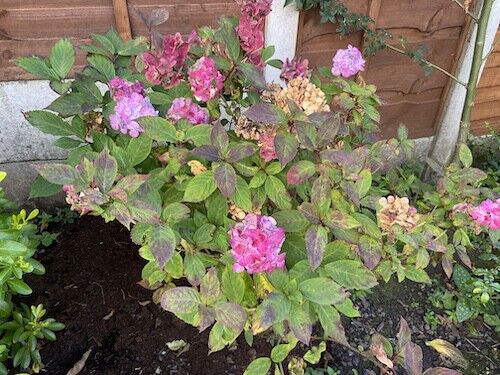 Hydrangea Effects When and how to move and transplant my hydrangeas?