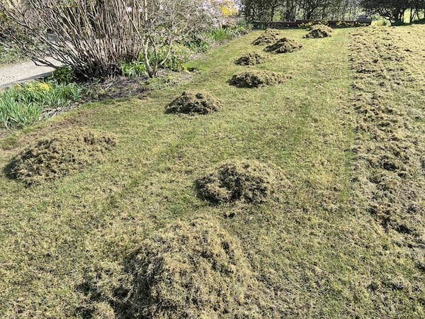 Scarifying Lawn Moss