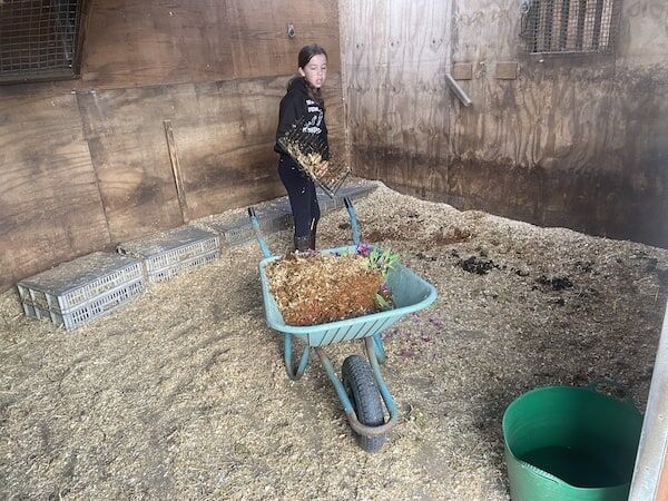 Mucking out wheelbarrow hotsell