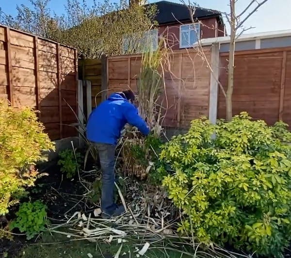 How and When To Prune Pampas Grass - Complete Guide & Video